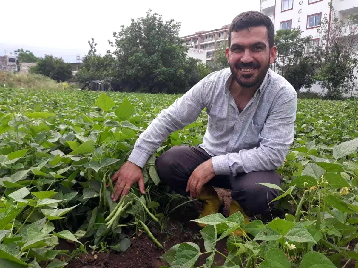 Tarlada kilosu 15 lira... Hatay\'da taze fasulye hasadı başladı