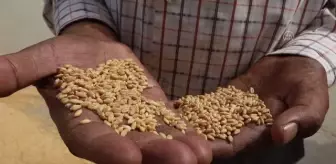 YENİ DELHİ - Hindistan, buğday ihracatını yasakladı