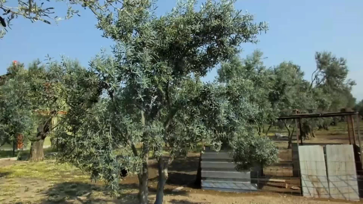 1.300 Yıllık Zeytin Ağacı Burhaniyeli Vatandaşın Dert Ortağı Oldu