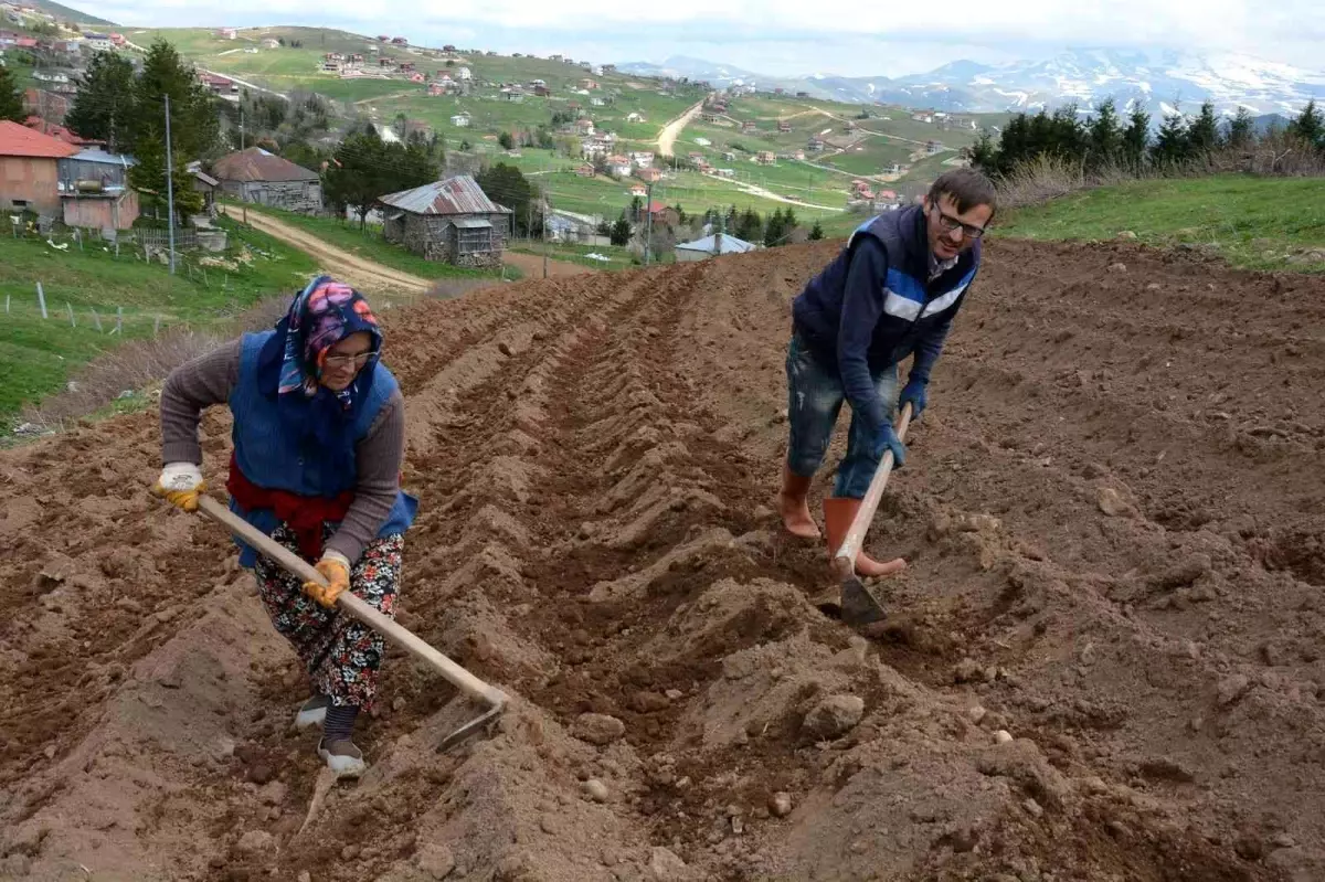 2 bin rakımlı yaylada patatesler toprakla buluştu