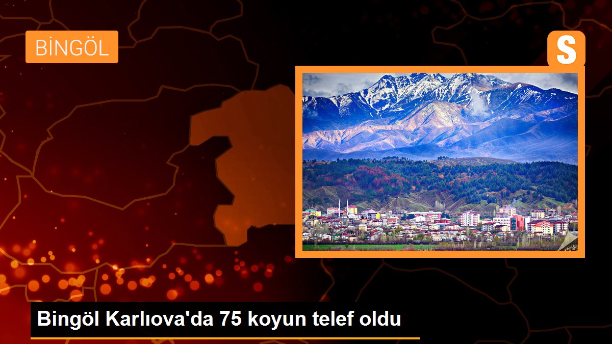 Bingöl Karlıova\'da 75 koyun telef oldu