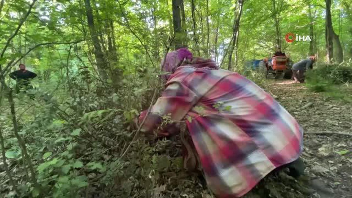 Dikenine katlanarak topladıkları bitkiyle evlerine ekmek parası götürüyorlar