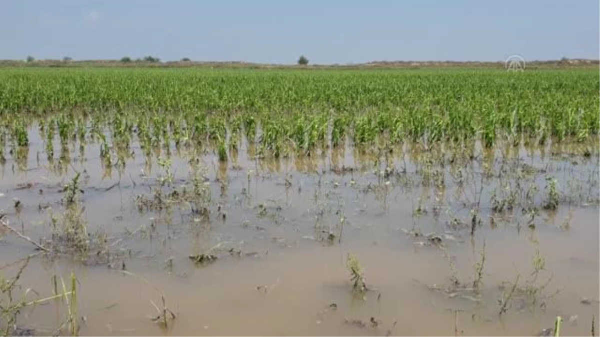Doludan zarar gören tarım arazilerinde hasar tespitine başlandı