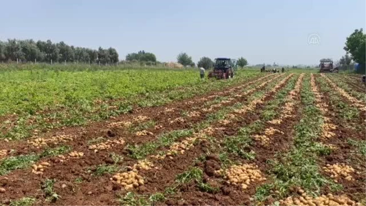 Erkenci patates hasadı başladı