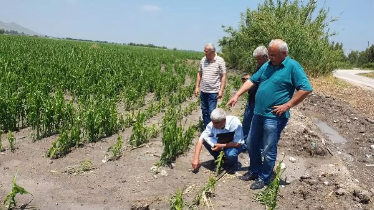 KADİRLİ\'DE DOLU EKİLİ ALANLARI VURDU; 25 KOYUN ÖLDÜ