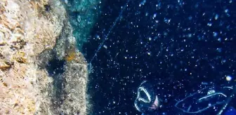 MARMARA DENİZİ'NE MERCAN NAKLİ YAPILDI