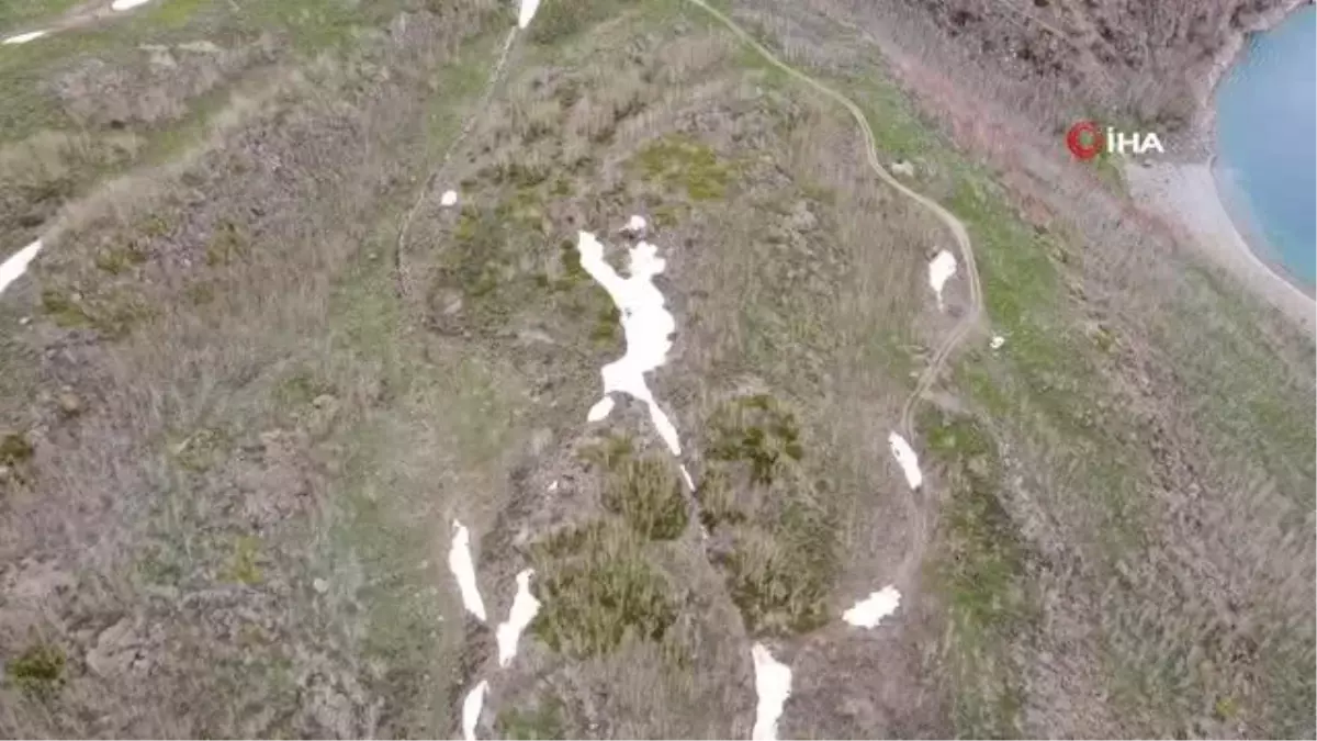 Nemrut Kalderasında geçen yıl yanan alanlar canlanmaya başladı