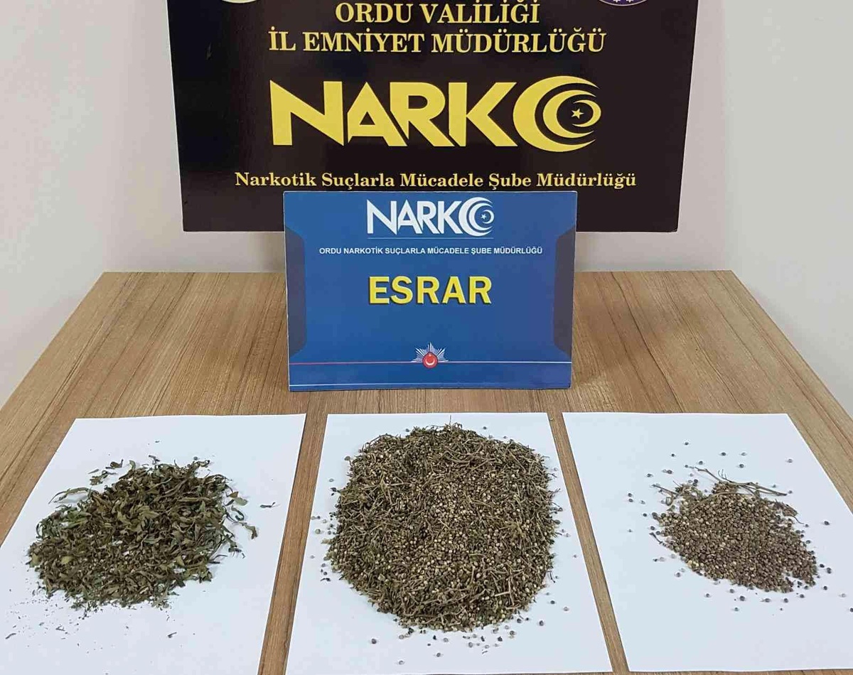 Ordu\'da 20 uyuşturucu operasyonu: 7 tutuklama