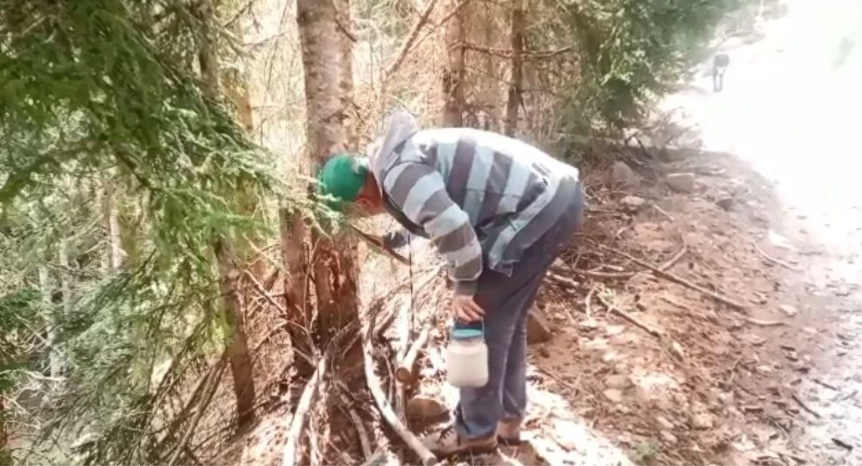 Ormandan topladıkları zararlı böcekler gelir kapıları oldu