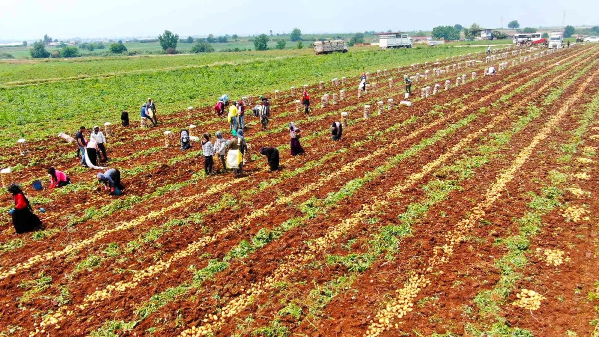 Patates, 9 liralık fiyatıyla üreticisini güldürdü