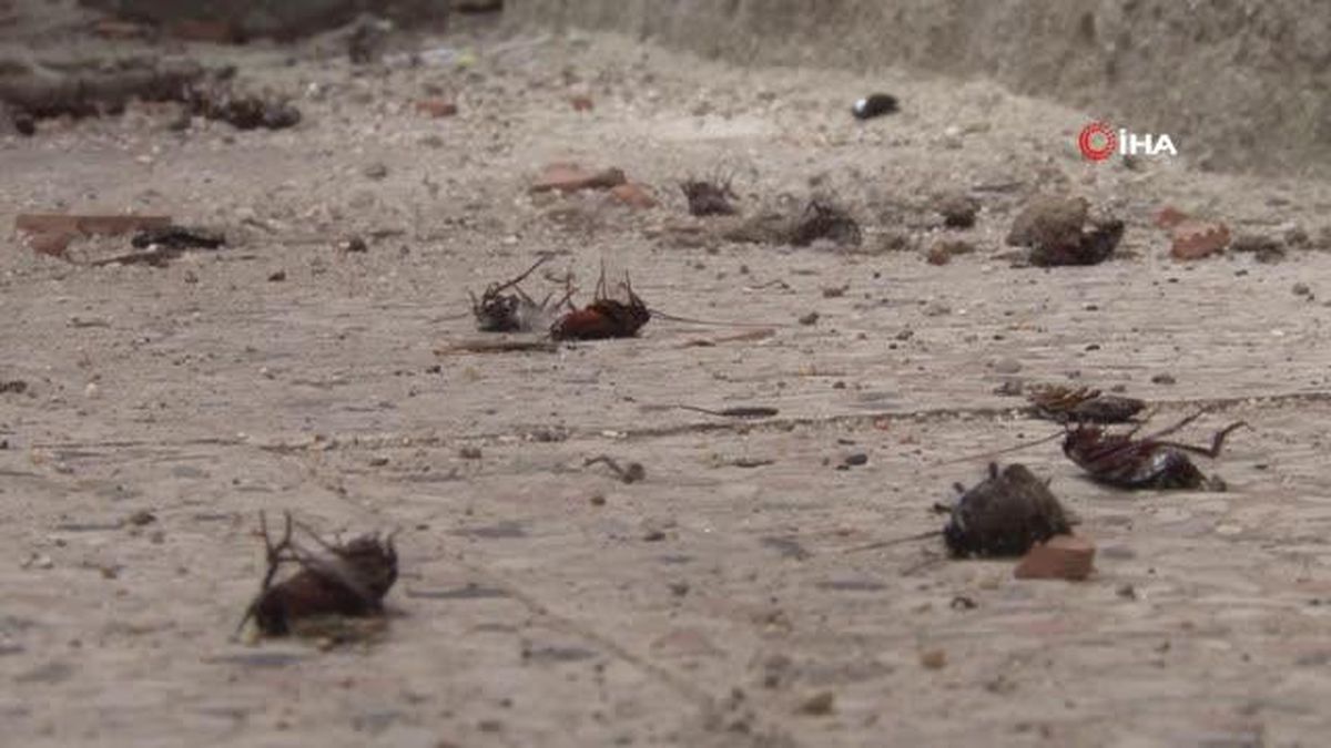 Tekirdağ'da 'Hamam böceği' istilası