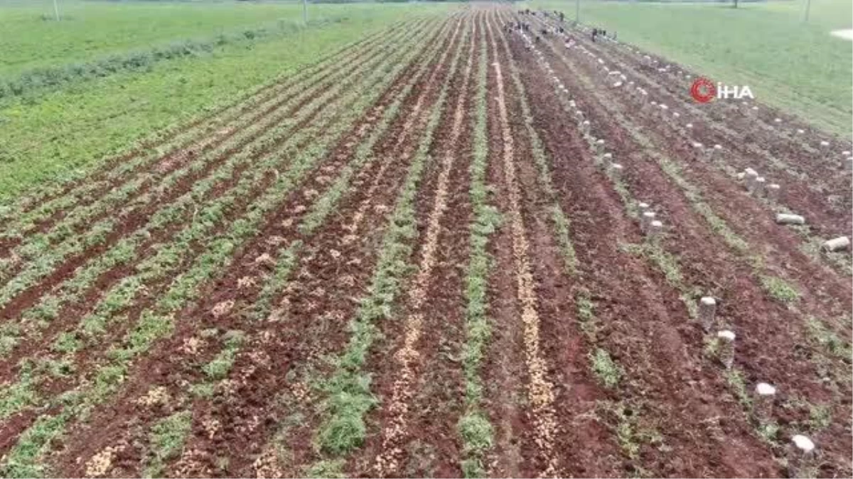 Adana\'da turfanda patates hasadı başladı: Kilosu 9 lira