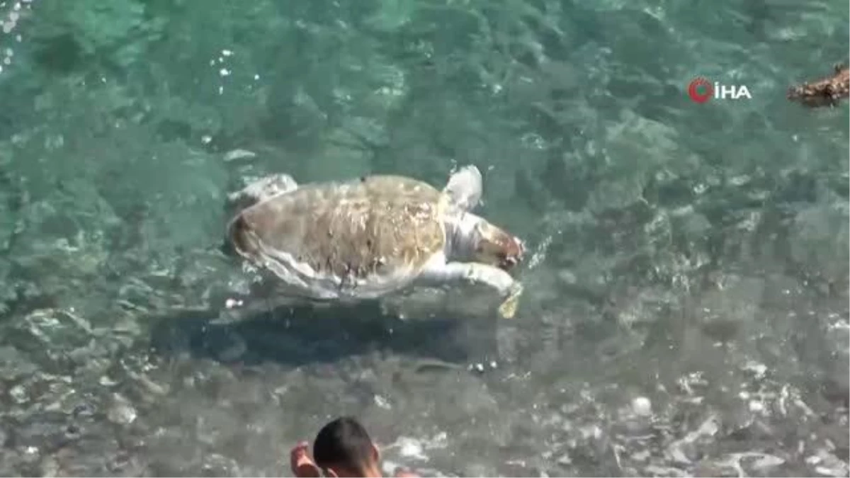 Antalya\'da dünyaca ünlü sahile ölü caretta caretta vurdu