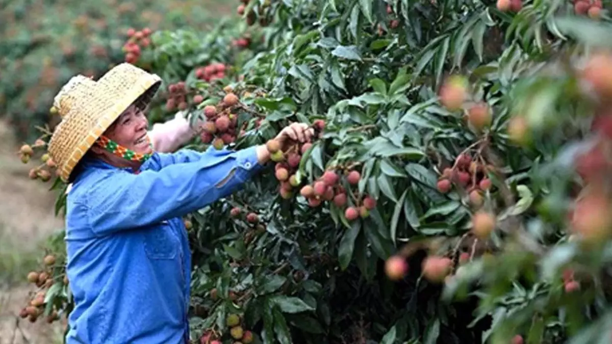 Çin\'in Güneyinde Çin Kirazı Hasadı Başladı