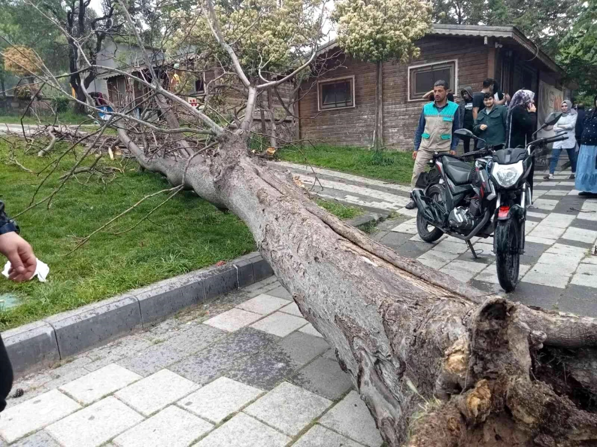 Devrilen ağacın altında kalan 2 genç yaralandı