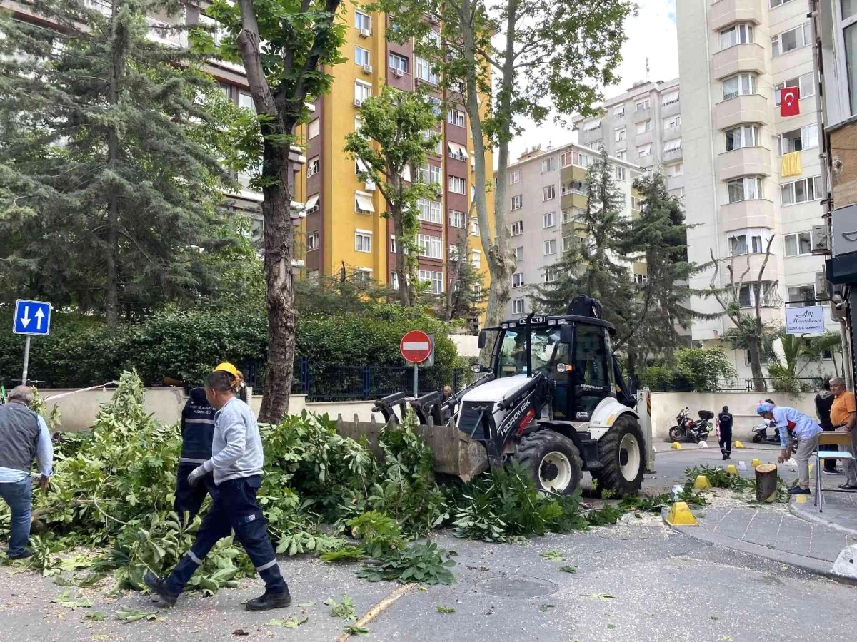 Kadıköy\'de şiddetli rüzgara dayanamayan ağaç binanın üstüne devrildi