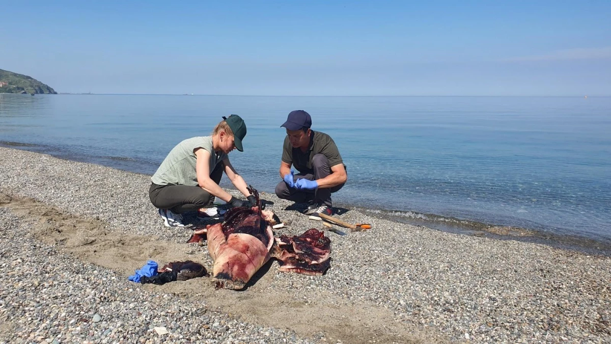 Karadeniz\'de çok konuşulan yunus ölümleri araştırılıyor