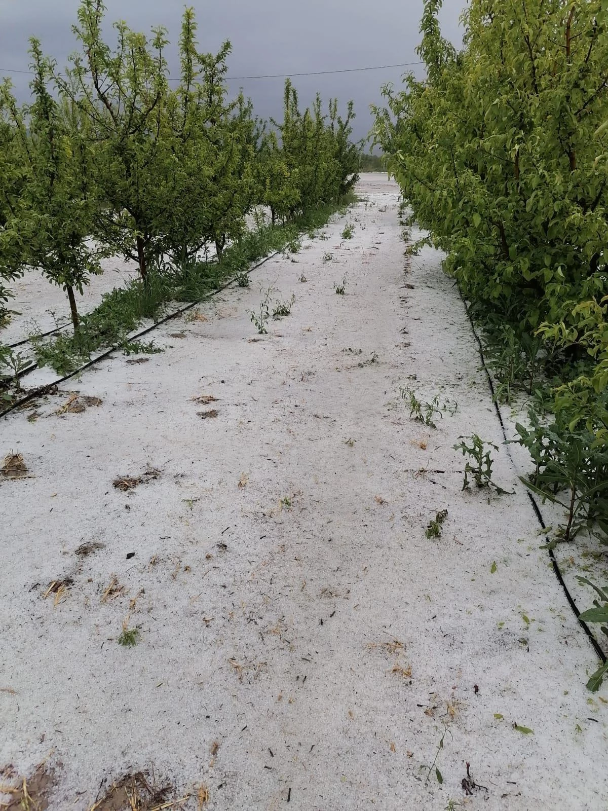 Dolu meyve bahçelerine zarar verdi