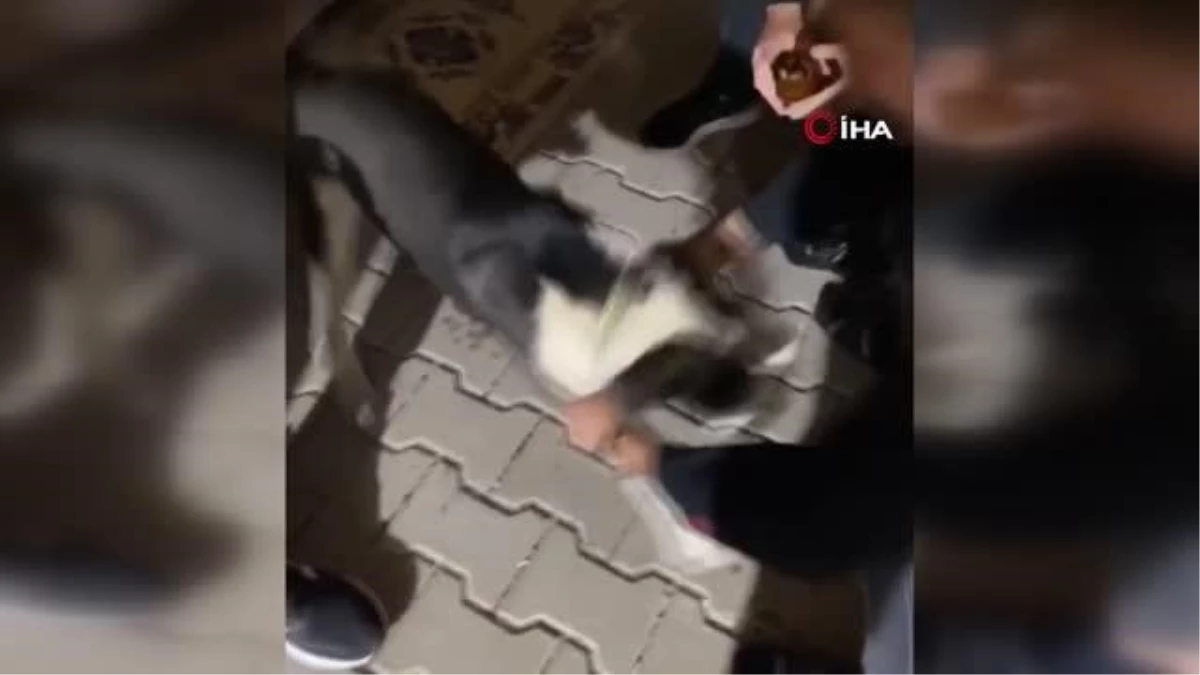 Köpeğe alkol işkencesi... Köpeğin ağzını zorla açıp içki dökerek işkence yaptıkları o anları sosyal medyada paylaştılar