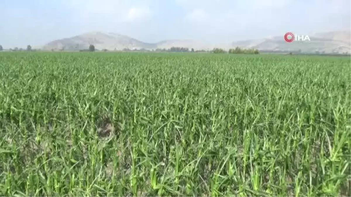 Osmaniye\'de tarım arazileri doludan zarar gördü