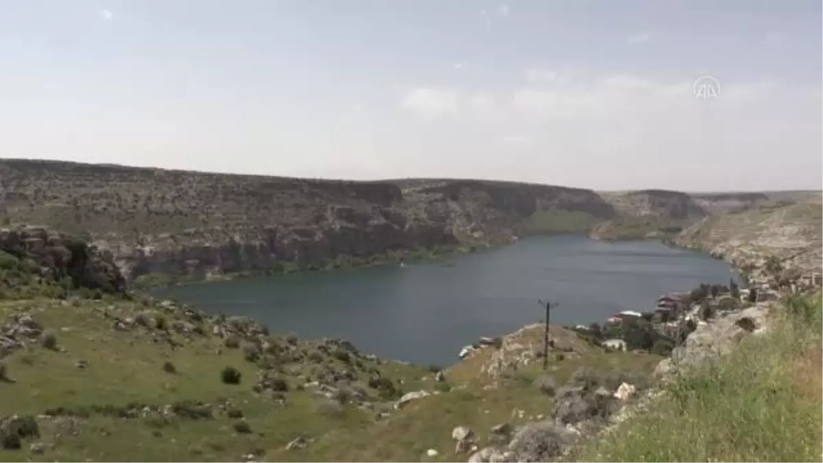 ŞANLIURFA - "Karagül diyarı" Halfeti "yeşil gül" ile de anılmak istiyor