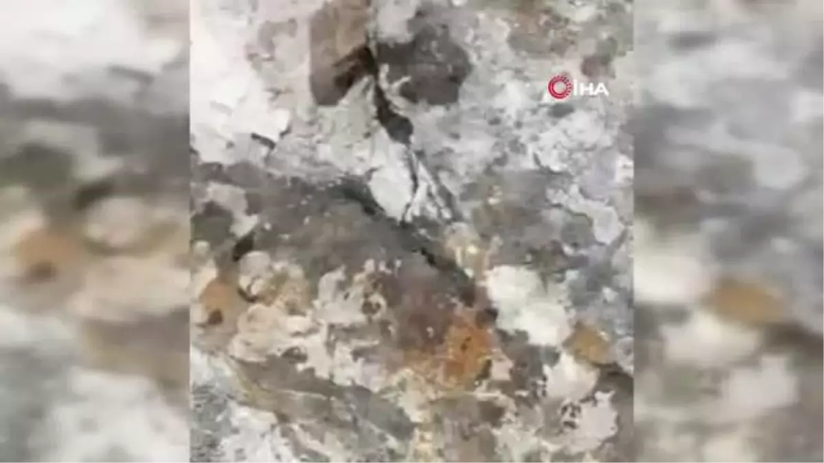 Tek ısırığı bile öldürmeye yetiyor... Sürü halinde görüntülendiler