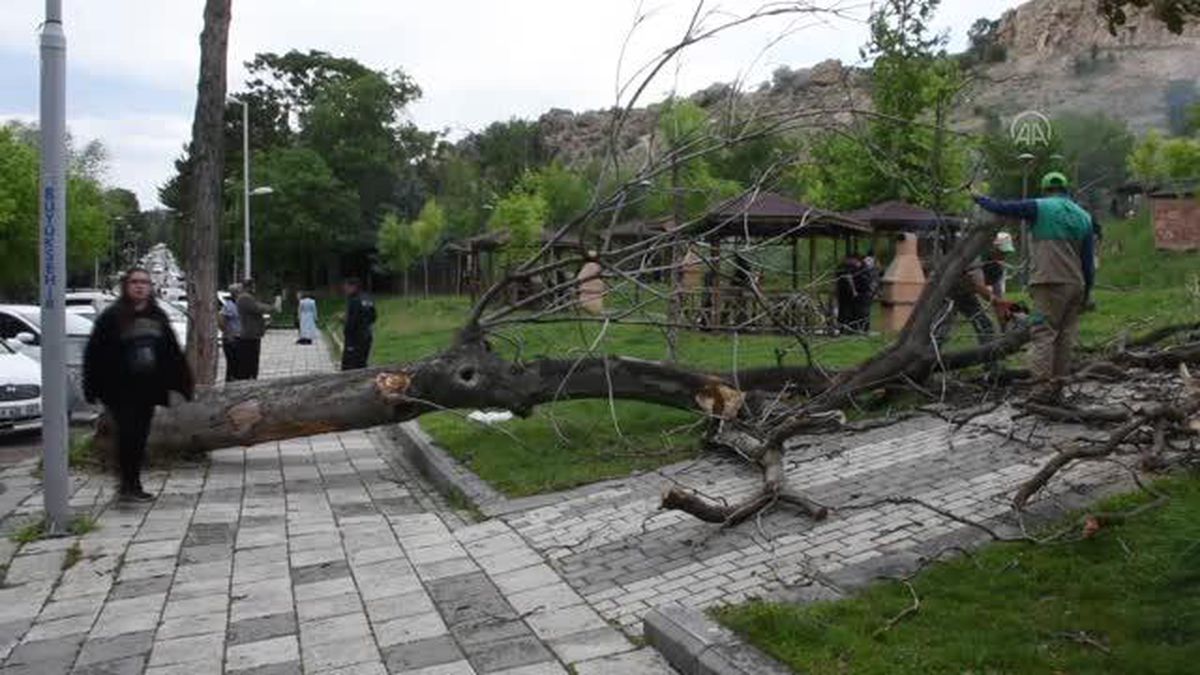 Üzerine ağaç devrilen 2 kişi yaralandı