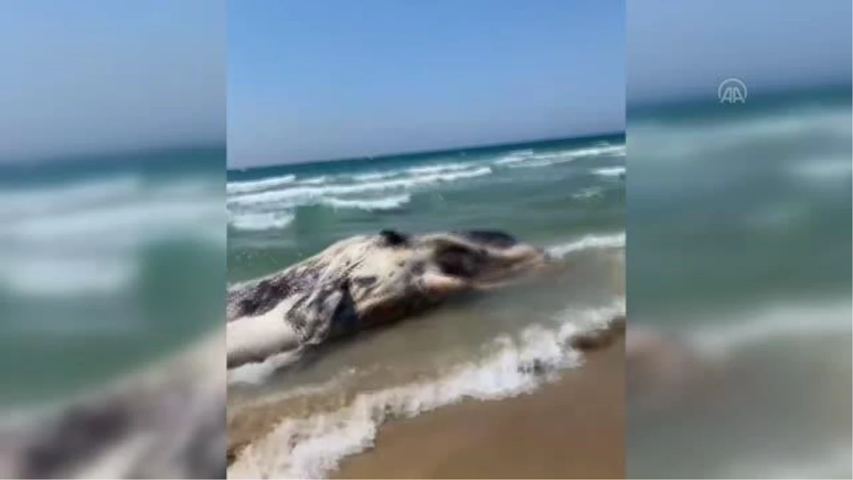 Akdeniz\'de ölü bir ispermeçet balinası Yafa kıyılarına vurdu