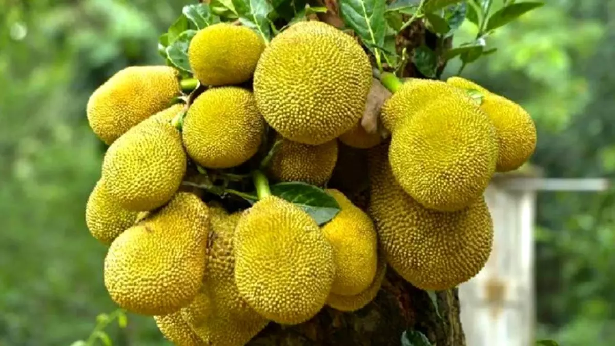 Albüm: Bangladeş\'in Jak Meyvesi Mevsimi Tüm Hızıyla Sürüyor