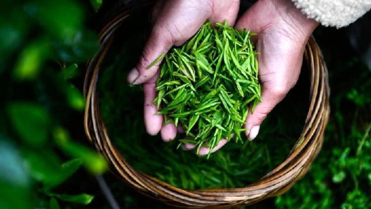 Albüm: Uluslararası Çay Günü\'nde Çin\'deki Çay Bahçeleri ve Atölyeler