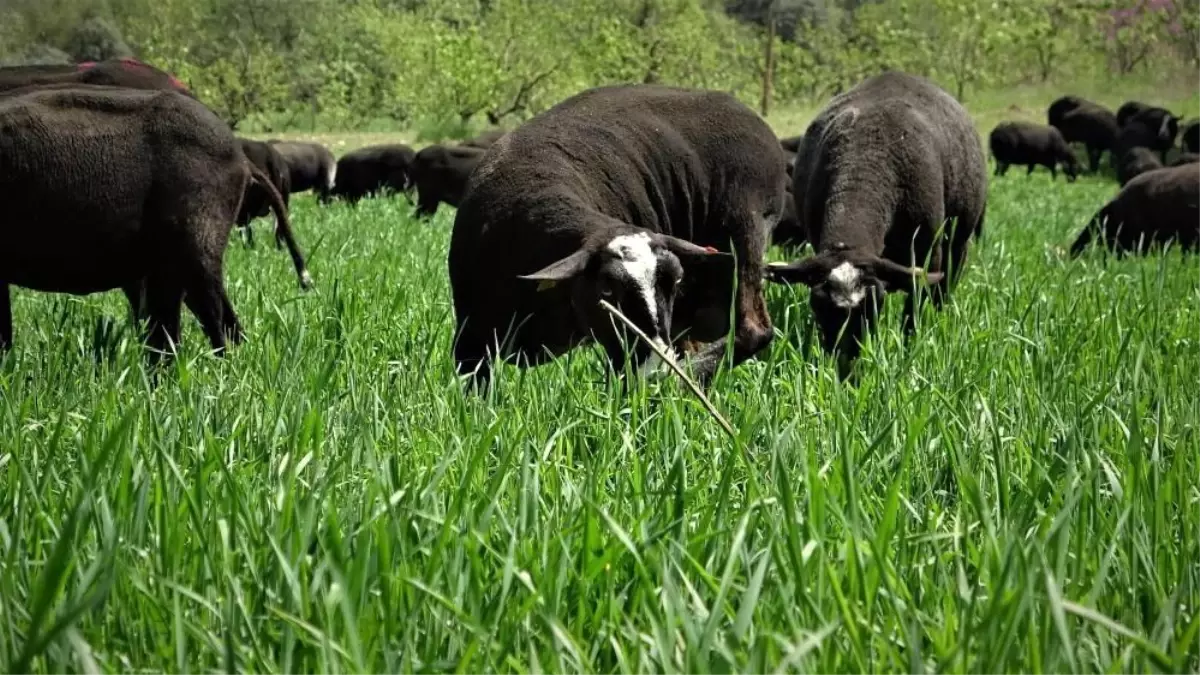 Köylüler et satış marketi açtı! Hem iyi para kazanıyorlar hem de tüketici uygun fiyata alıyor