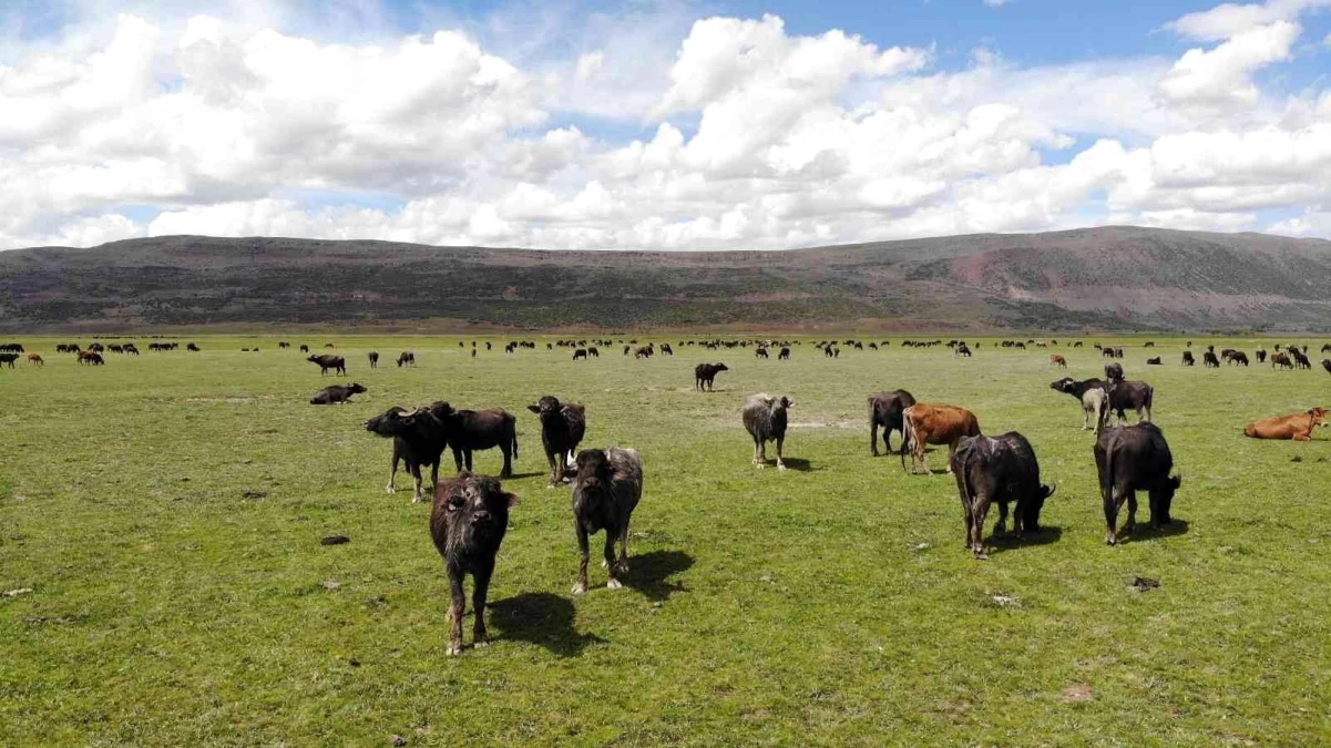 Bitlis\'te mandacılık devlet desteğiyle gelişiyor