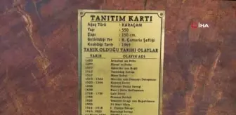 Bu karaçam 18 dünya olayına tanıklık etti