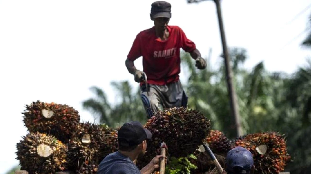 Endonezya, Palm Yağı İhracatı Yasağını Kaldıracak