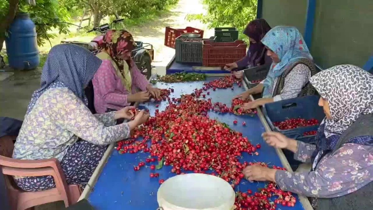 Hasada Başlayan Manisalı Kiraz Üreticisi Dertli: "Maliyeti 22 Lira, Pazarda 15 Lira. Böyle Giderse Ağaçta Bırakacağım"