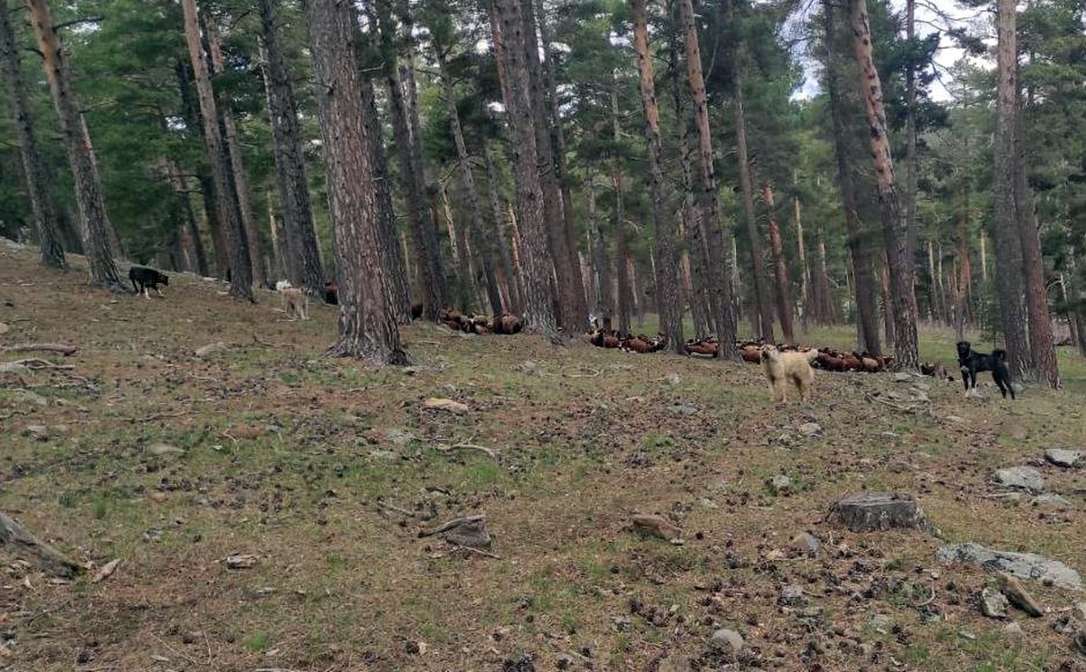 Kars\'ta ormanlık alanda hayvan otlatan 2 kişiye ceza kesildi