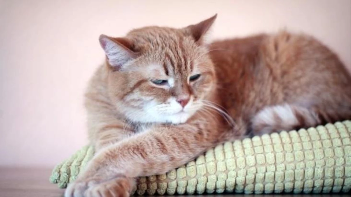 Küresel ısınmaya kedi kumu çözümü! Proje için 2 milyon dolar kaynak verildi