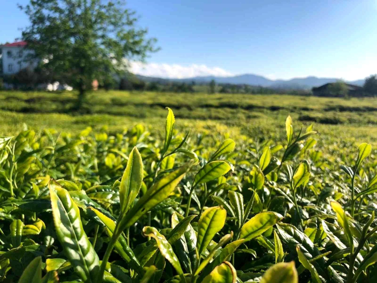 Lipton Doğu Karadeniz\'de çay hasadına başladı