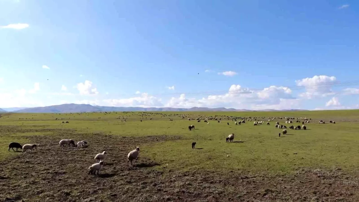 Muş, bölgenin hayvancılık merkezi haline geliyor