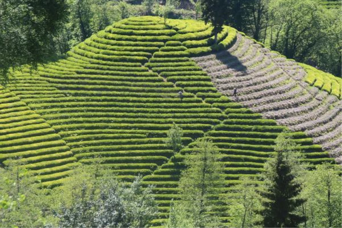 RİZE\'DE \'ÇAY GÖÇÜ\' İLE NÜFUS 4\'E KATLANDI