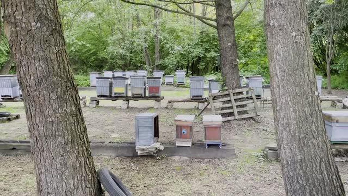 Slovakya'da Dünya Arı Günü