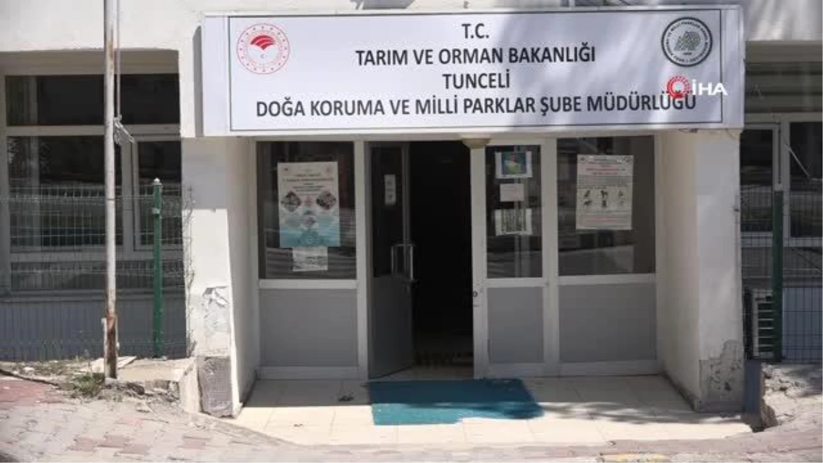 Tunceli\'de bitkin halde bulunan yaban keçisi koruma altına alındı