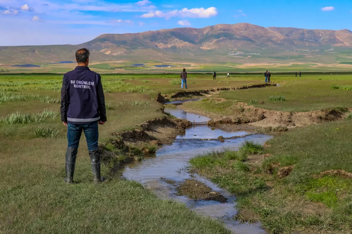 Sulama kanalında sıkışan inci kefalleri kovalarla akarsuya taşındı