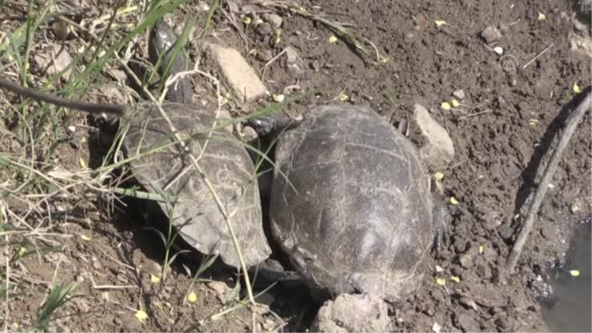 Yatağı değiştirilen deredeki yüzlerce su kaplumbağası gölete taşındı