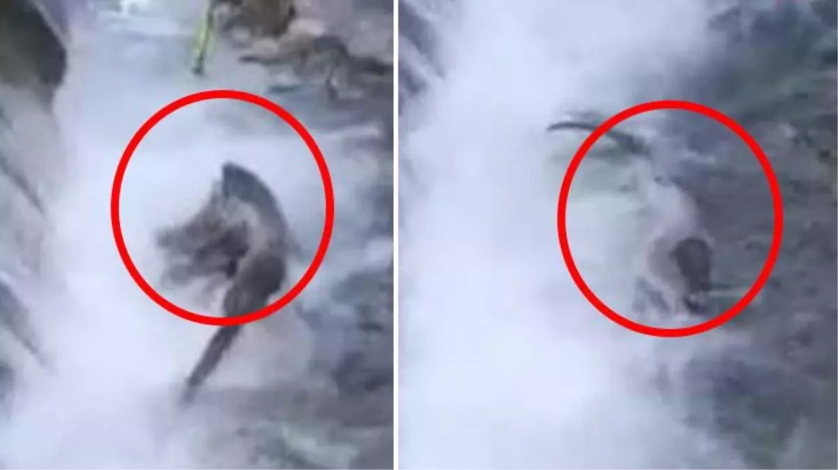 Zonguldak\'ta şaşkınlık yaratan olay! Dereden fırlayıp kaptığı ördeği önce boğdu sonra midesine indirdi