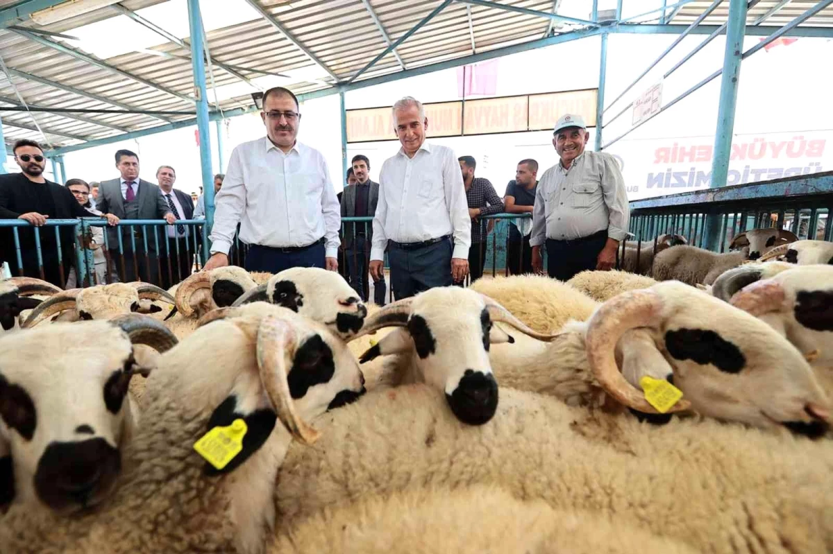 200 aileye 400 damızlık koç ve teke hibe desteği verildi