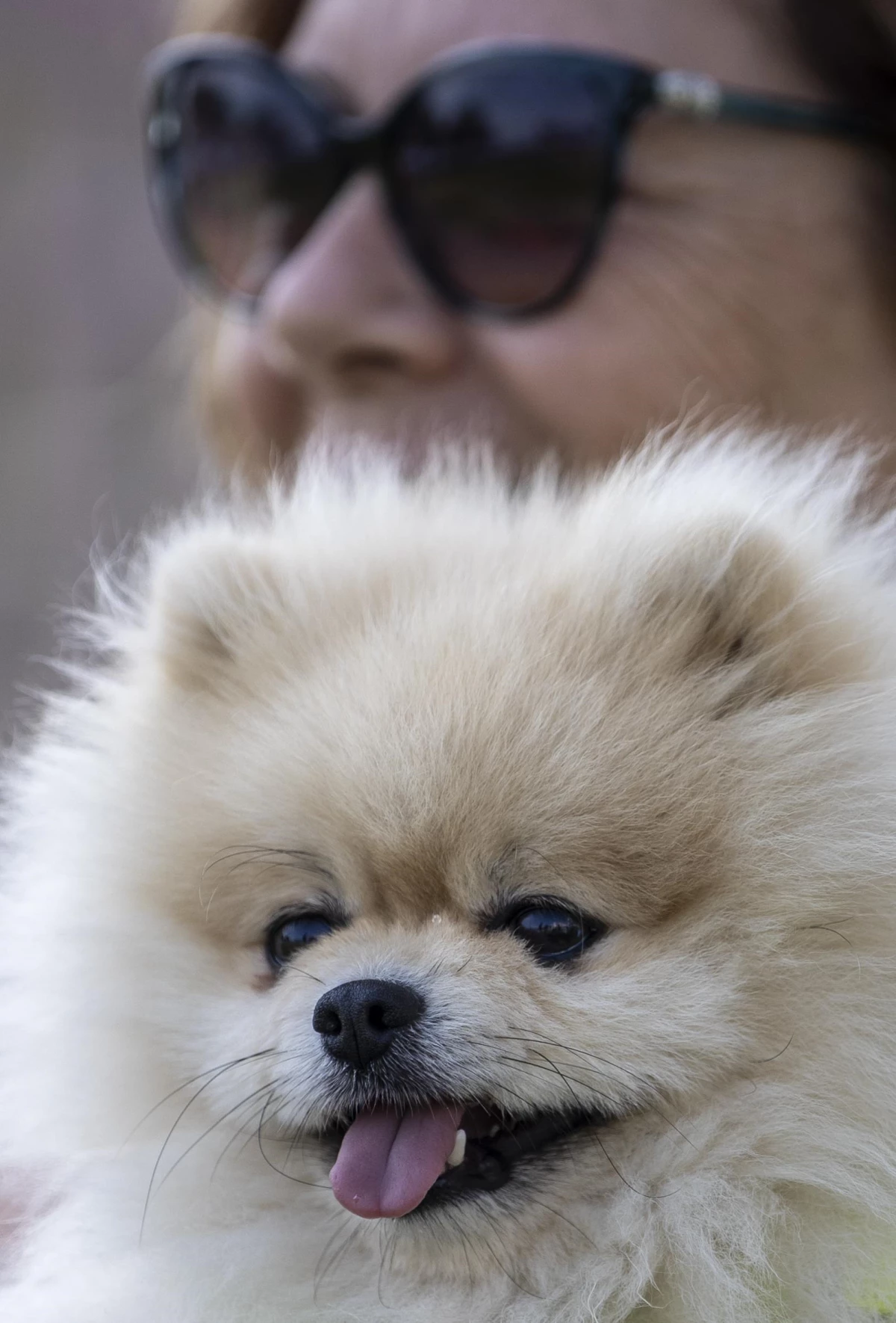 Irklarında en iyi köpekler yarıştı