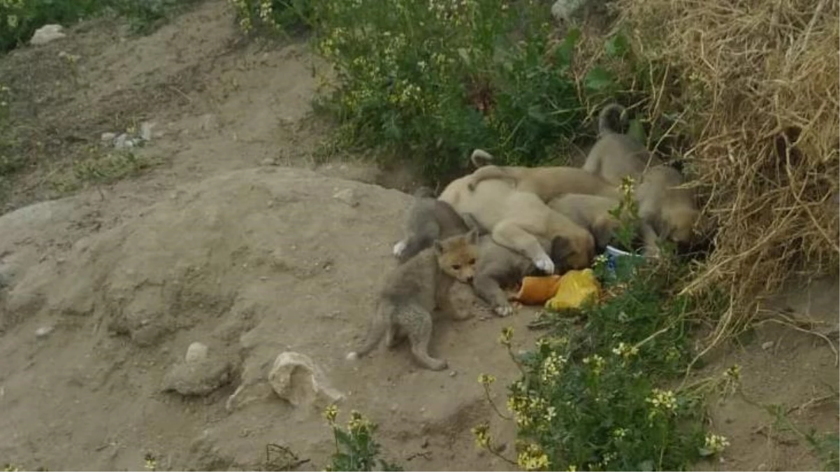 Ezber bozan fotoğraf! Tilki ve köpek yavruları aynı yuvada büyüyor