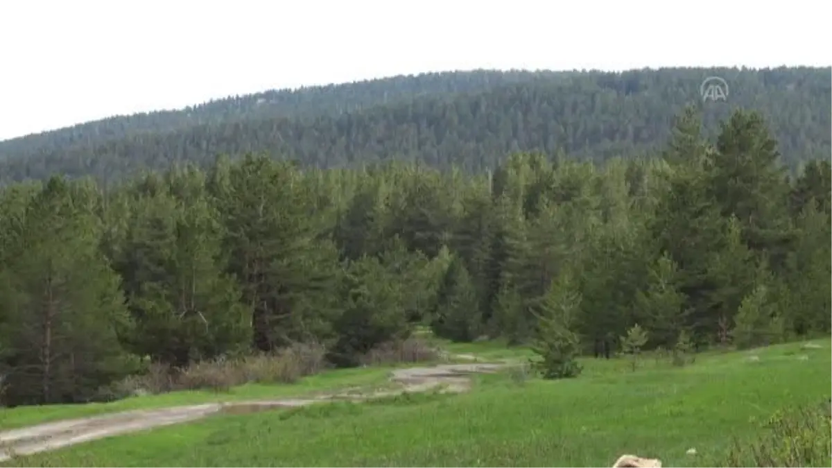 Bulunan kulaklı orman baykuşu yavrusu korumaya alındı