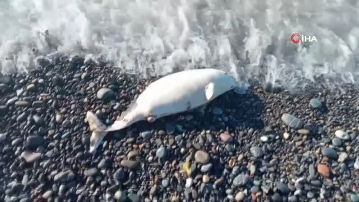 Kastamonu\'da telef olan yunus balığı sahile vurdu
